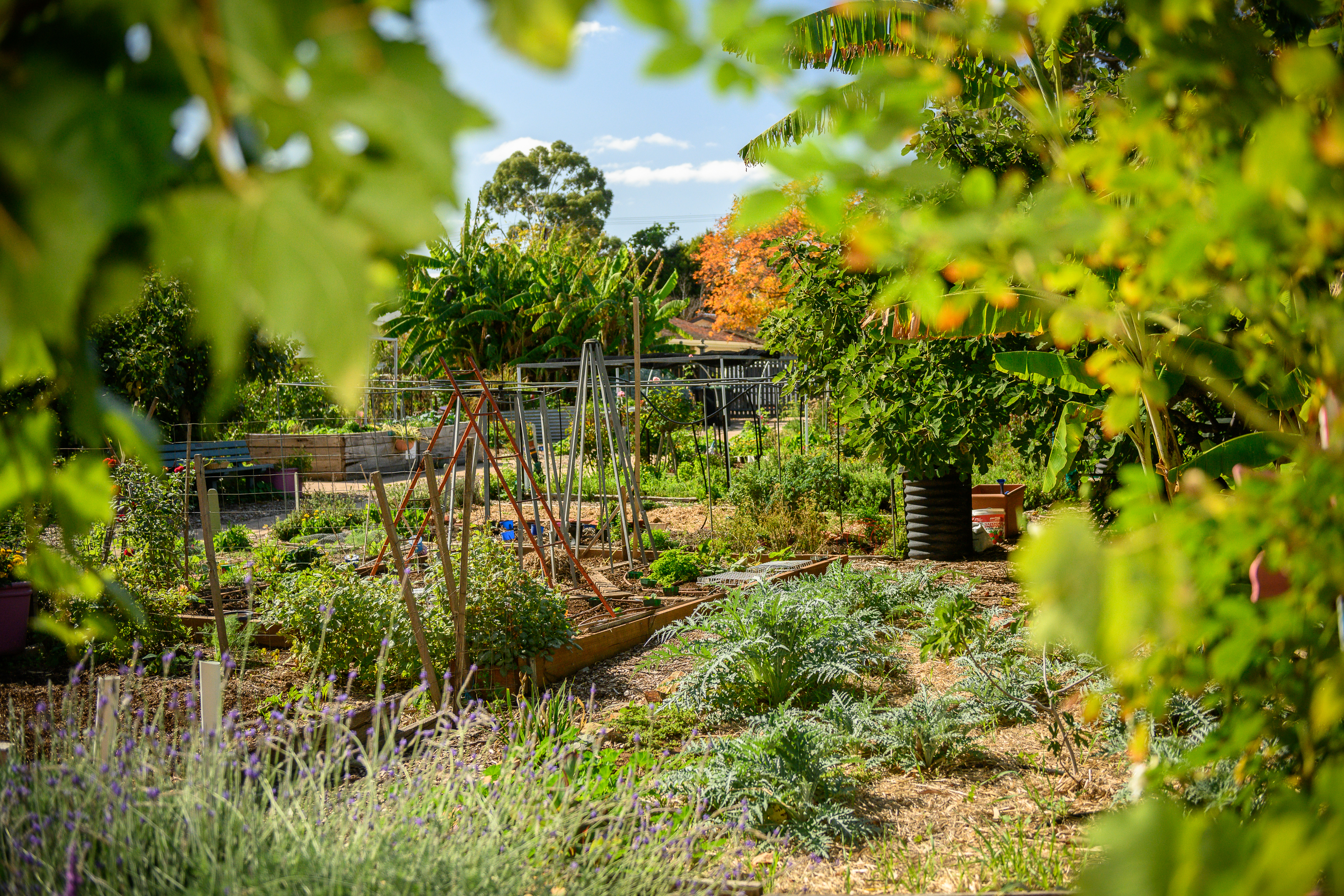 community-gardens-city-of-unley