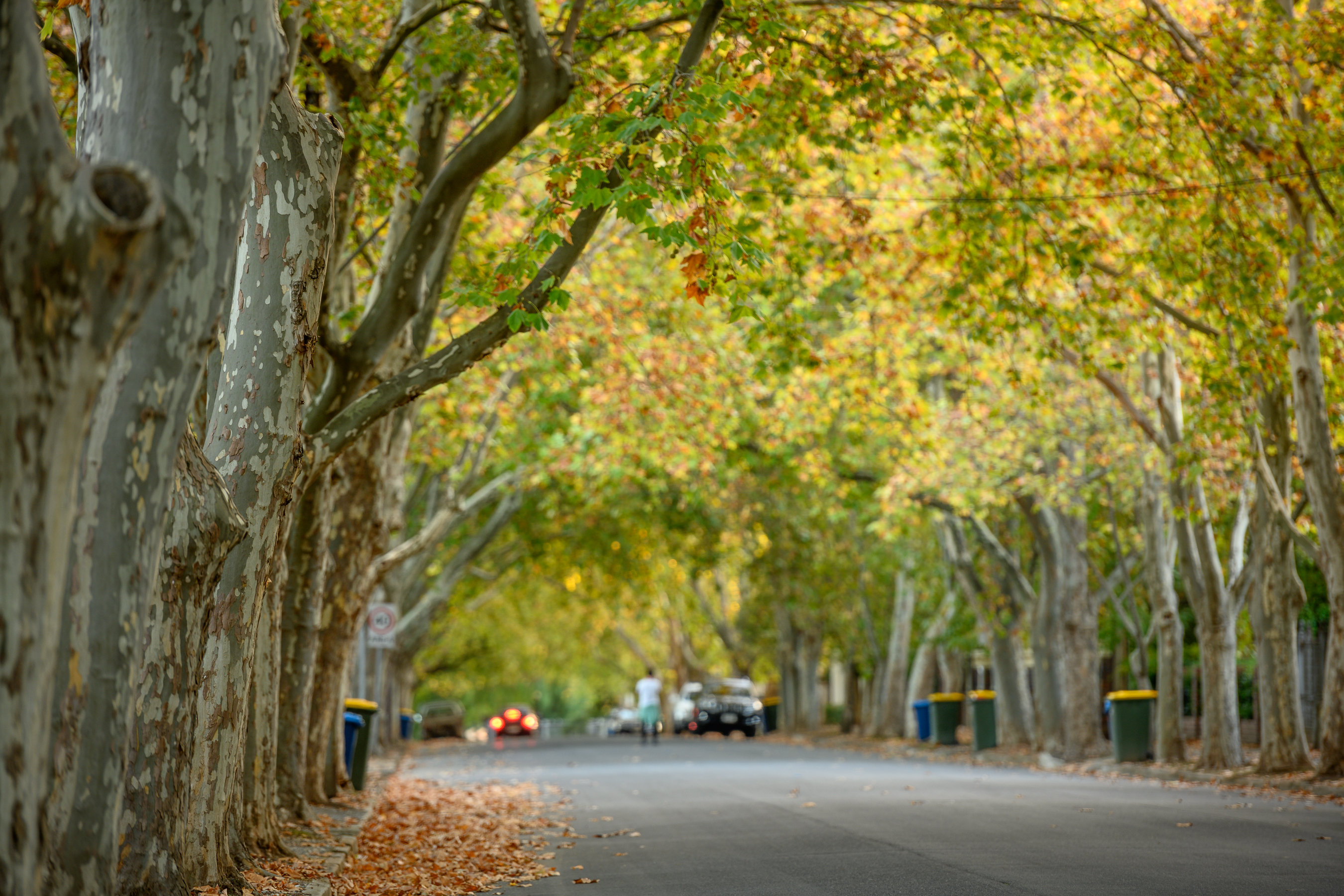 Trees | City of Unley