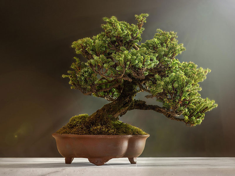 bonsai in clay pot